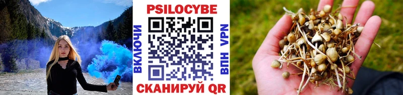 Купить где  Кедровый  Галлюциногенные грибы GOLDEN TEACHER 